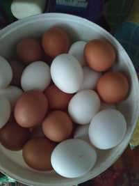 Інкубаційне яйце легорн і ломан браун