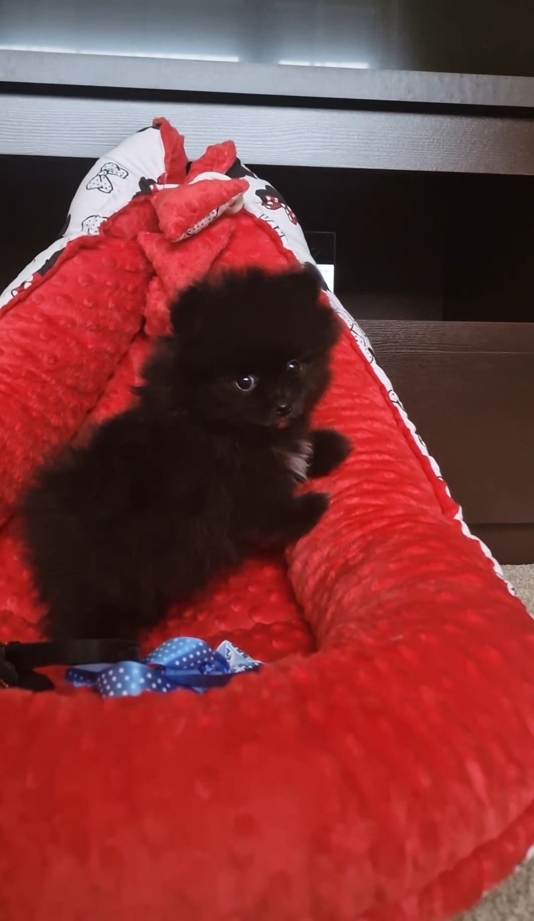Szpic miniaturowy/Pomeranian samczyk
