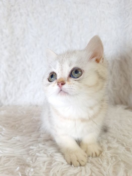 Шотландська срібляста шиншила