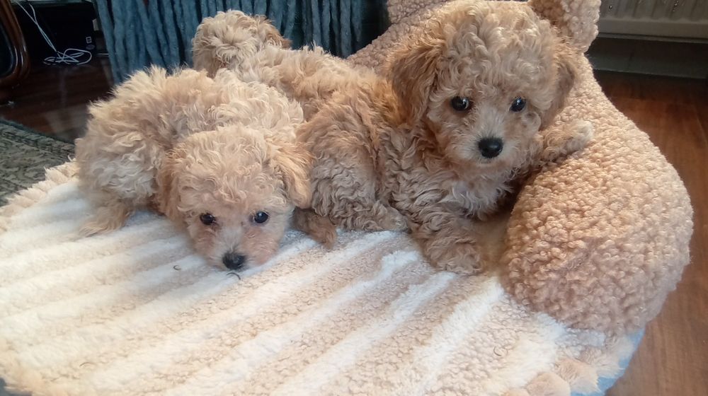 Bichpoo  Pudel mini x Bichon Frise