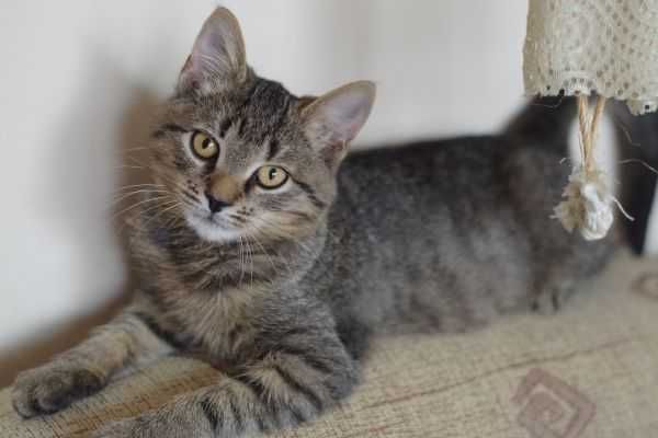 Cudny, mruczący kocurek do adopcji