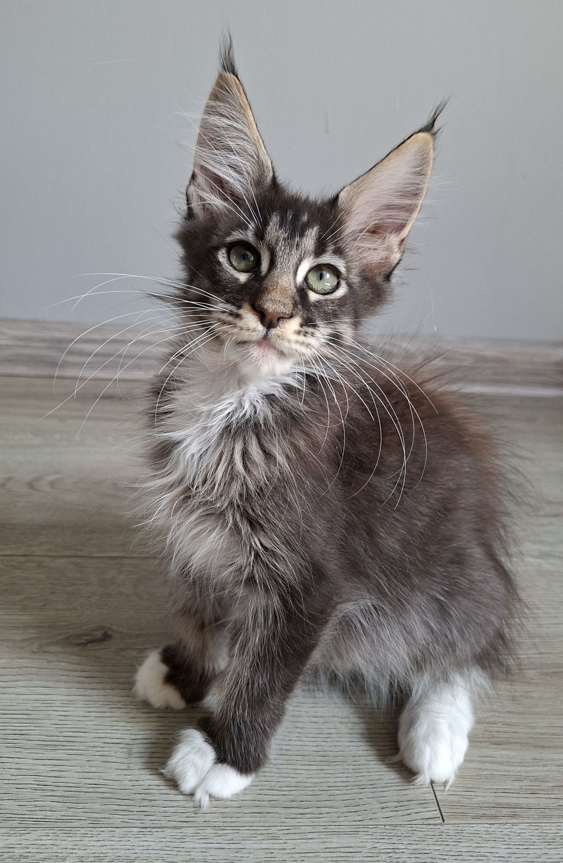 Kocurek GOTOWY do odbioru