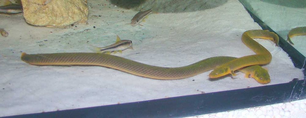 Trzciniak ryba jak wąż