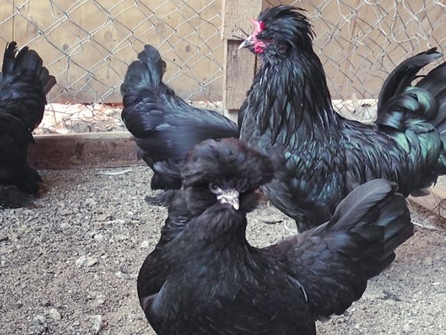 Яйце інкубаційне,курчата, Султанка біла, чорна.