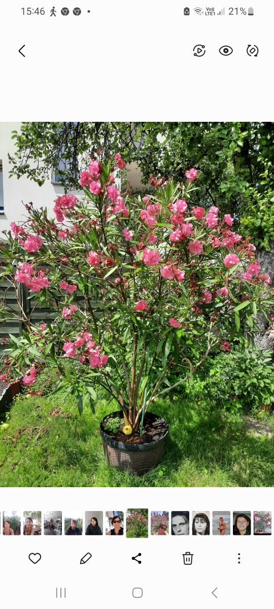 Sprzedam oleander