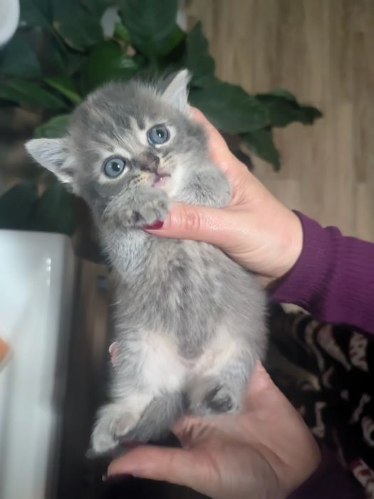 Британці котята, активні з м'яким характером