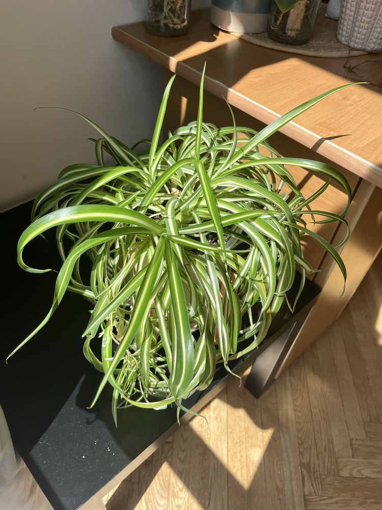 Chlorophytum Bonnie