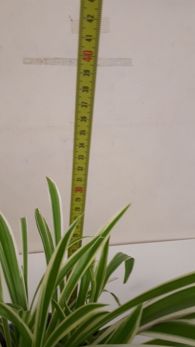 Zielistka Chlorophytum kwiat doniczkowy