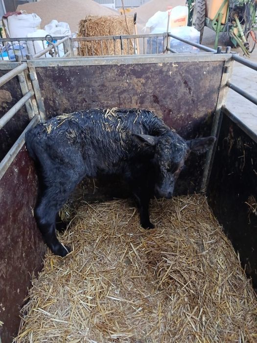 Sprzedam byka, cielaka, byczka