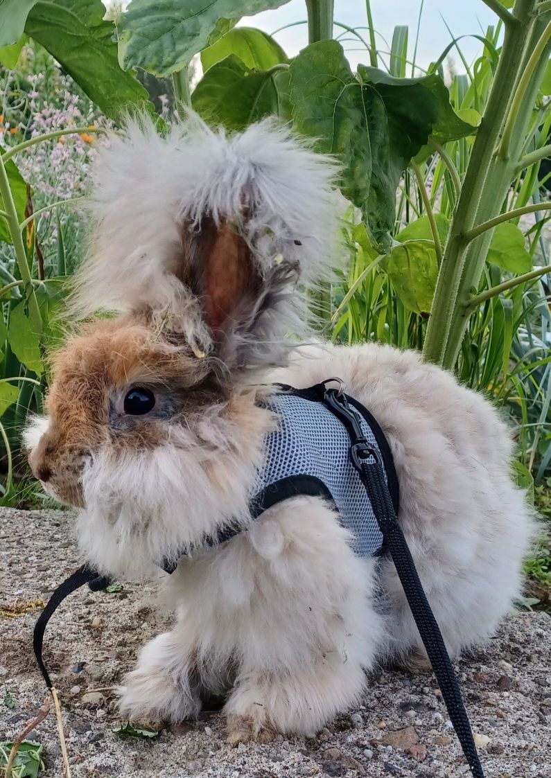 Angora angielska yorczek króliczek miniaturka