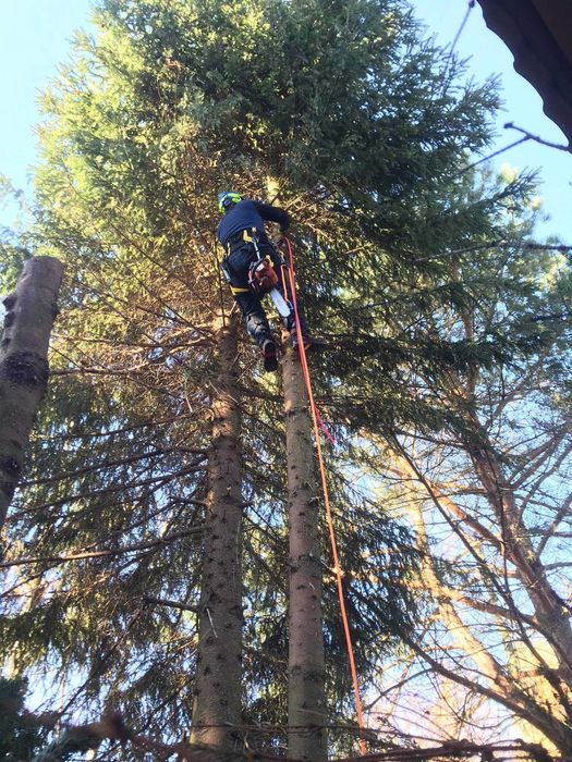 Wycinka i pielęgnacja drzew. Czyszczenie działek. Koszenie