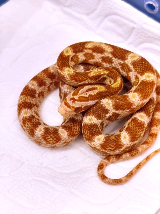 Wąż zbożowy amel RF (?) het anery scaleless ph motley/stripe samiczka