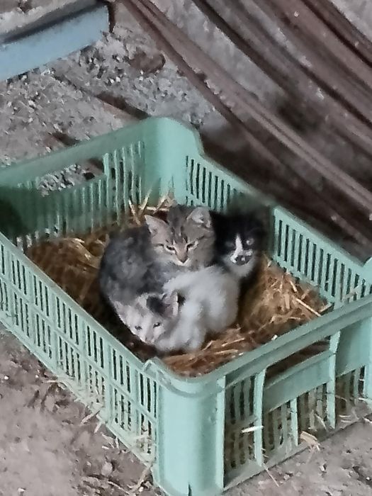 Kotki oddam w dobre ręce