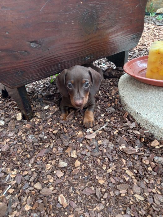 Teckel kaninchen menino top