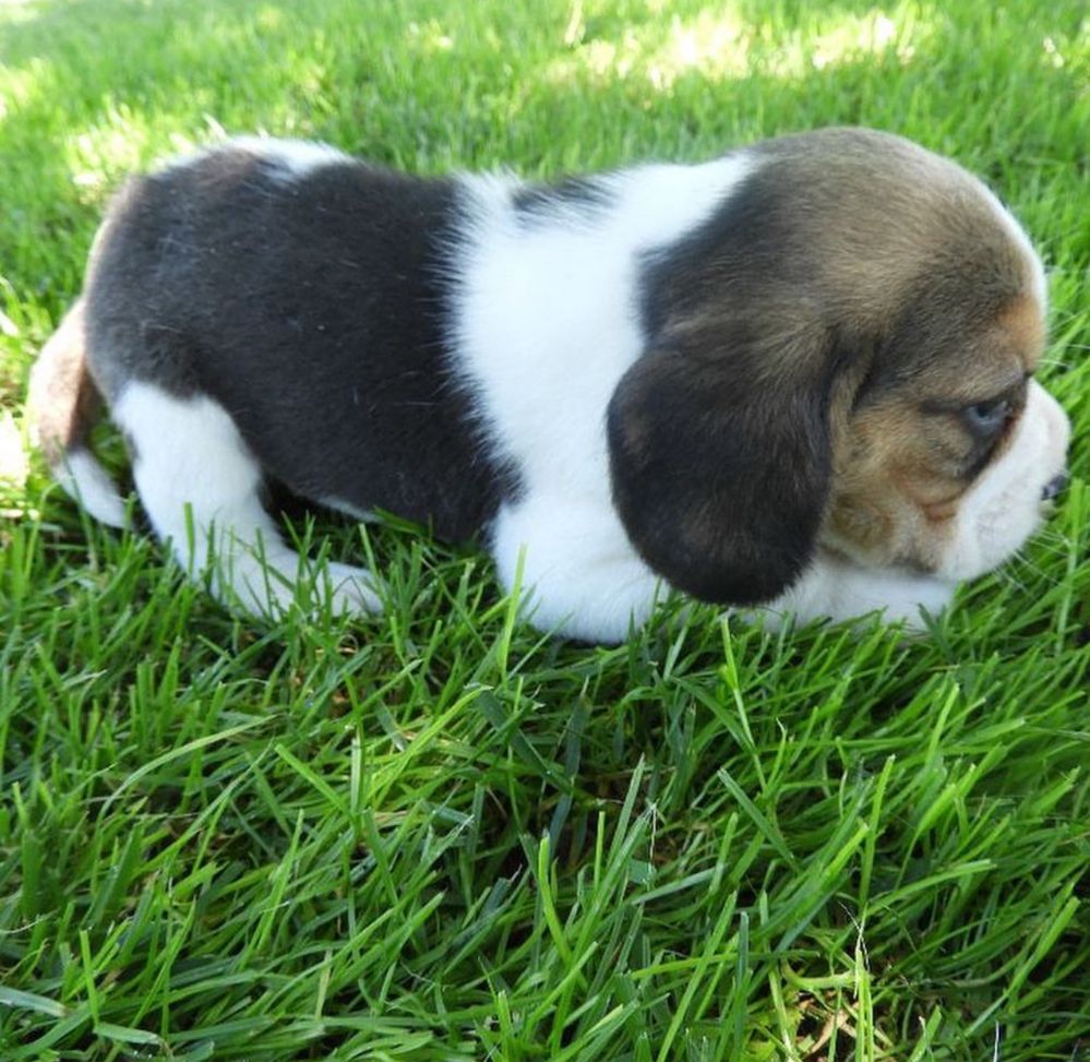 Beagle Tricolor Puro