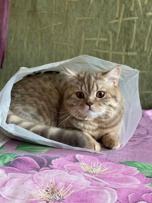 Шотландський прямовухий кіт для в'язки.. Скотіш-страйт, злучка.