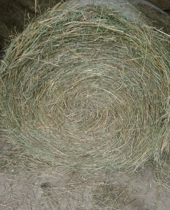 Siano Sloma w balach bele bale baloty własny transport z pod dachu