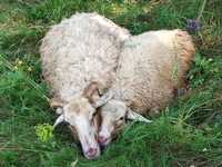 ПРОДАМ БИЗНЕС: стадо овец и коз.