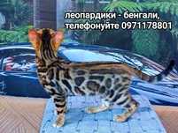 Чудові хлопці глітерне сяйво бенгали - леопардики.
