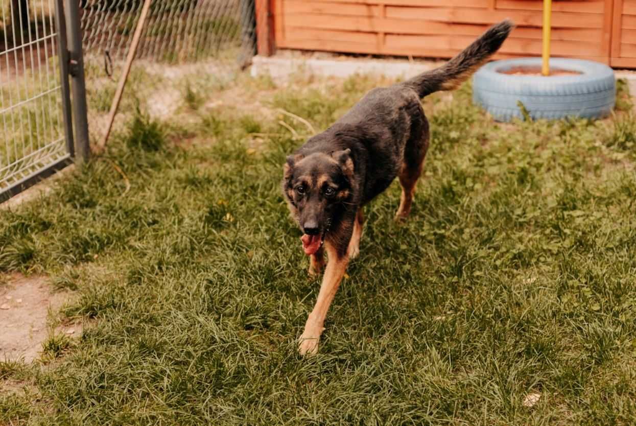 Nixi - specjalistka do spraw spacerów poleca się do adopcji!!!