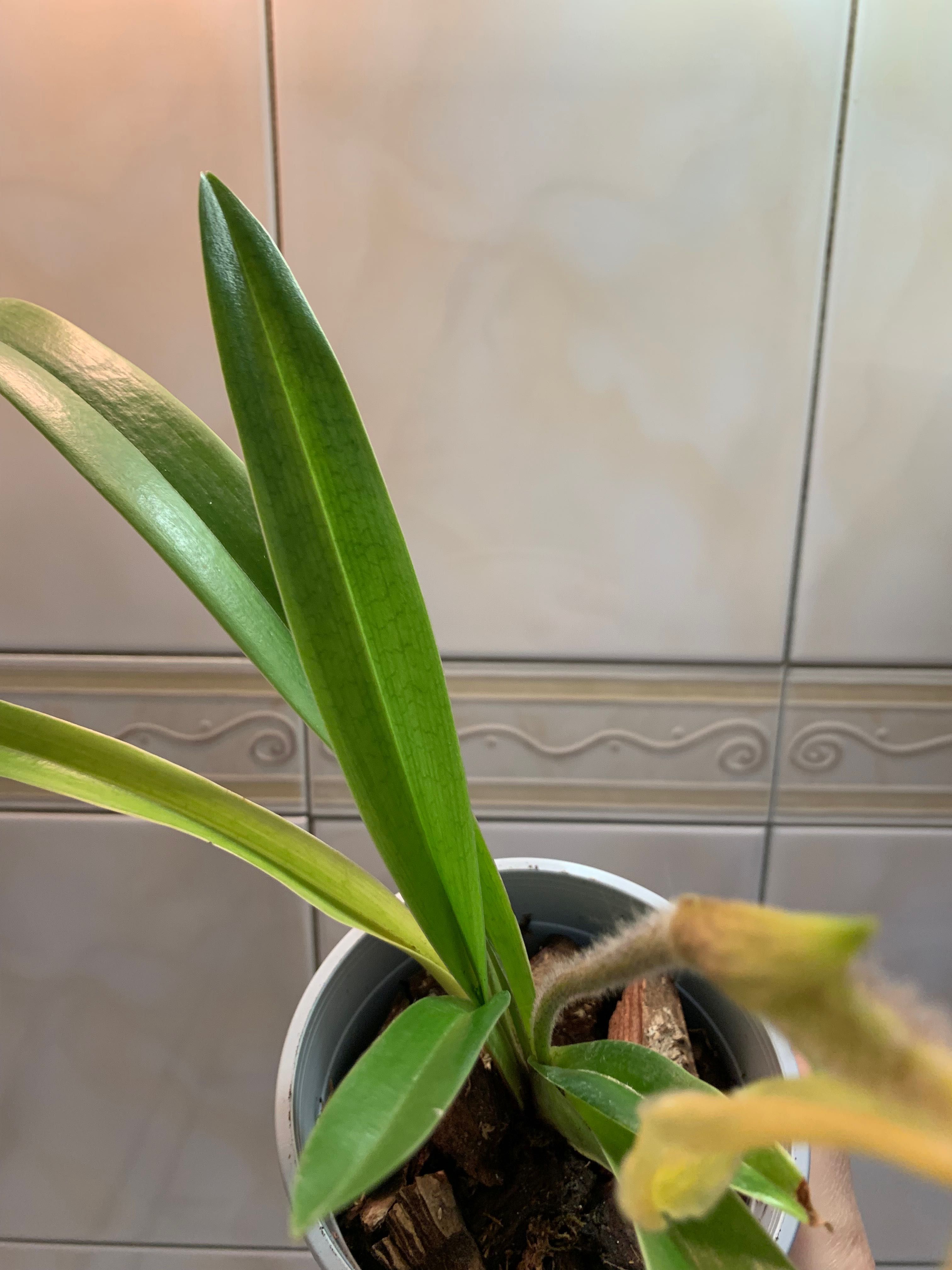 Орхідея Paphiopedilum villosum