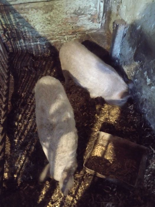 Угорська мангалиця