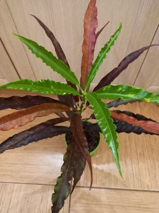 Кротон Корка Пирога