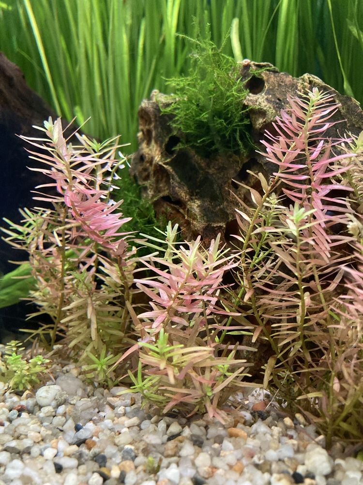 Rotala "Vietnam H'ra"