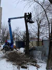 Професійна обрізка дерев будь якоі складності