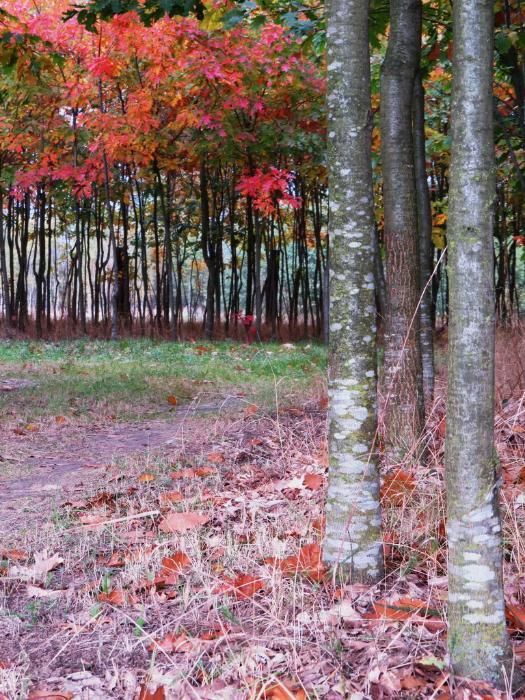 Dąb czerwony. Duże drzewo. Qercus rubra 5-7 m. Drzewa alejowe. Dęby.