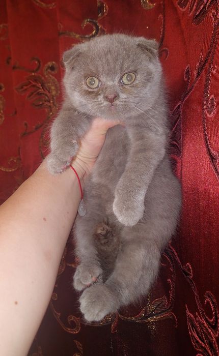 Котёнок Скоттиш фолд Мальчик.
