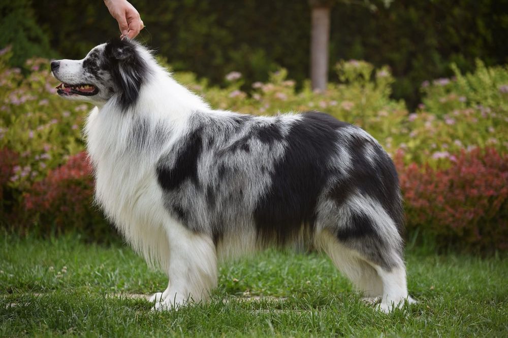 Border Collie FCI ZKWP