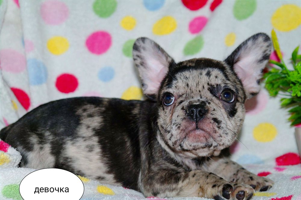 Супер детки ждут Вас