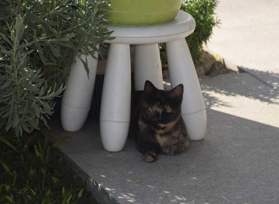 Gatinha para doação responsável