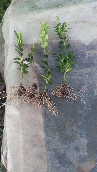 Самшит недорого, елімус