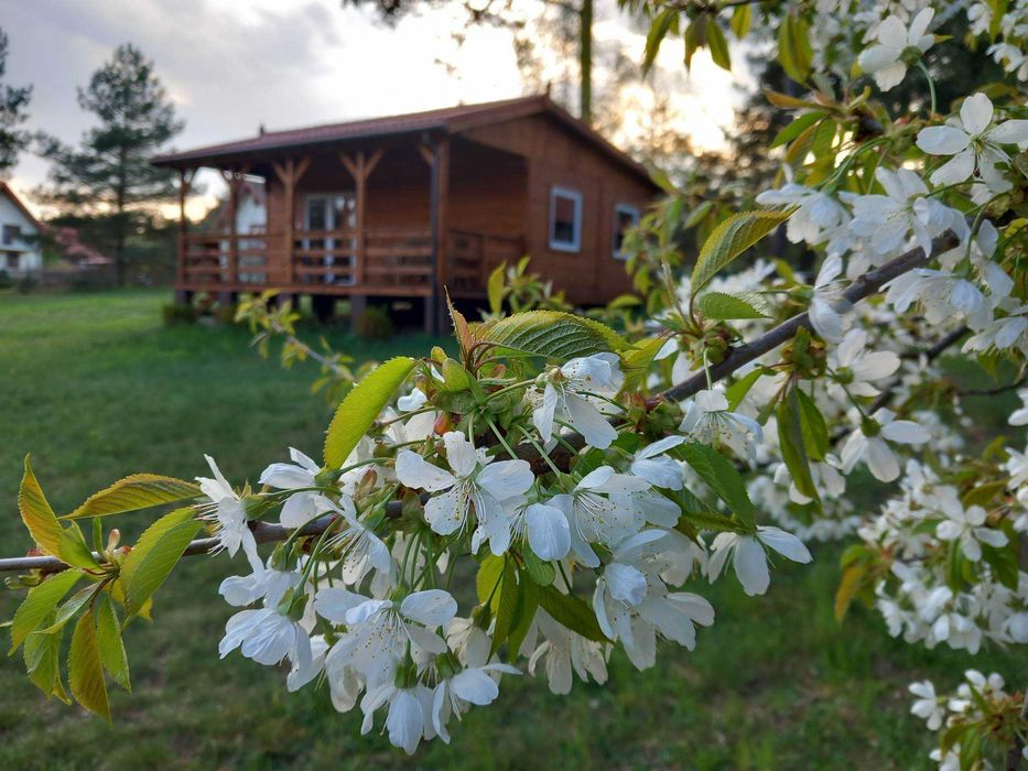 Domek drewniany z tarasem 4-6 osób blisko jeziora