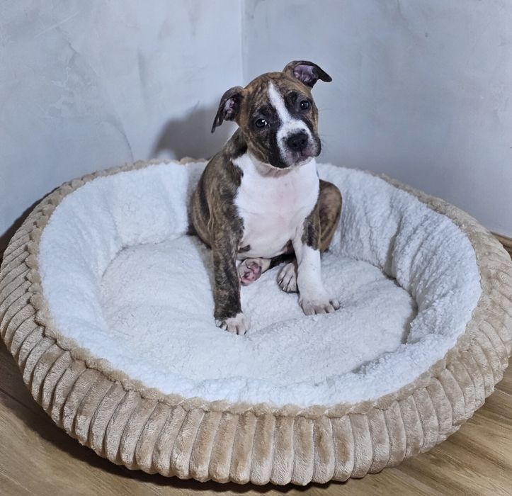 Amstaff suczka pregowana