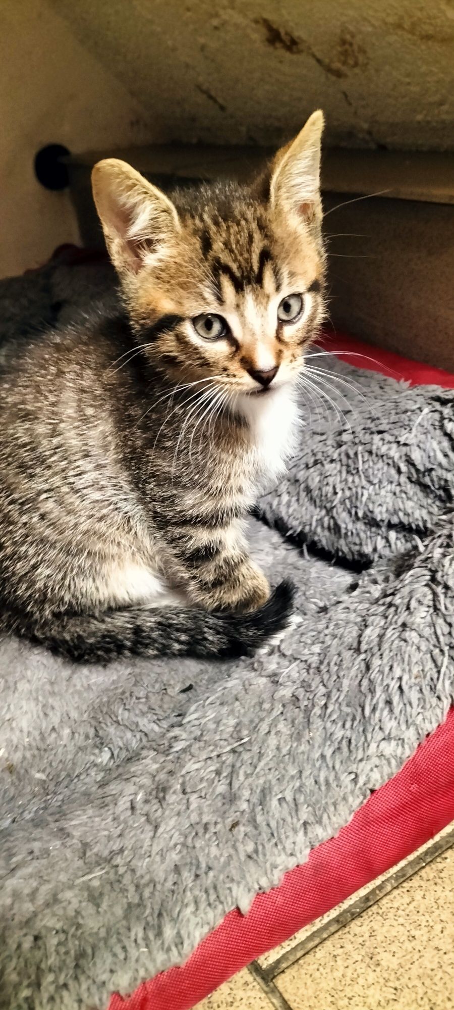Mały kotek do adopcji