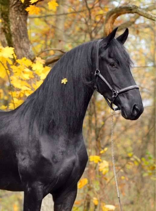 Фриз кобыла Силка 4 года 168 см