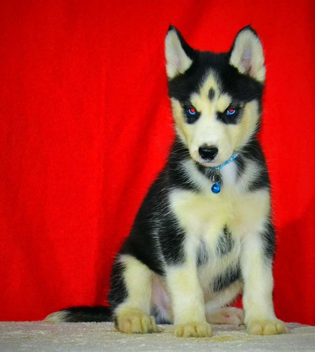 Мальчик хаски с голубыми глазами окрас черно белый! С документами!