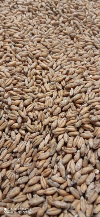 Sprzedam Pszenżyto ozime