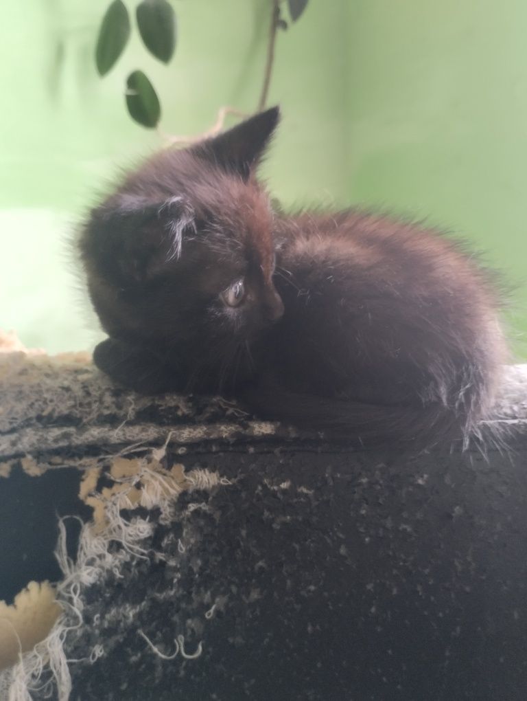 Файні котики! Безкоштовно!