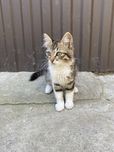 Отдам котят девочки