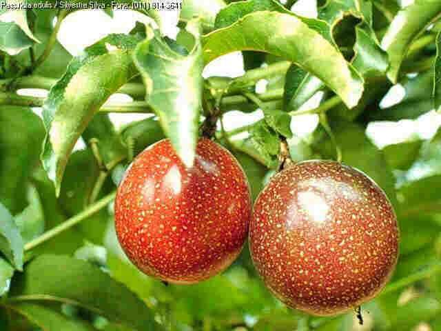 Plantas  de  Maracujá Edulis Eduzis cruzados com Amarelo ,e o vermelho