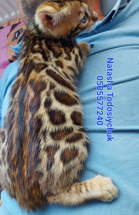 Яскравий клубний котик. WCF