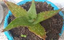 Planta Aloe vera