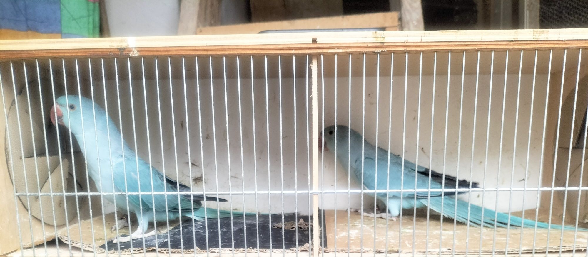 Młode Aleksandretty niebieskie   i biała