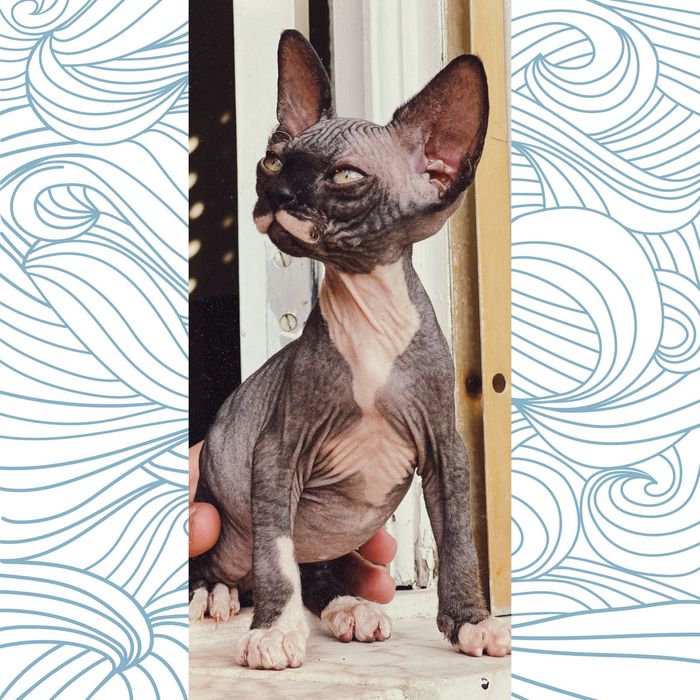 Sphynx macho pronto para entrega