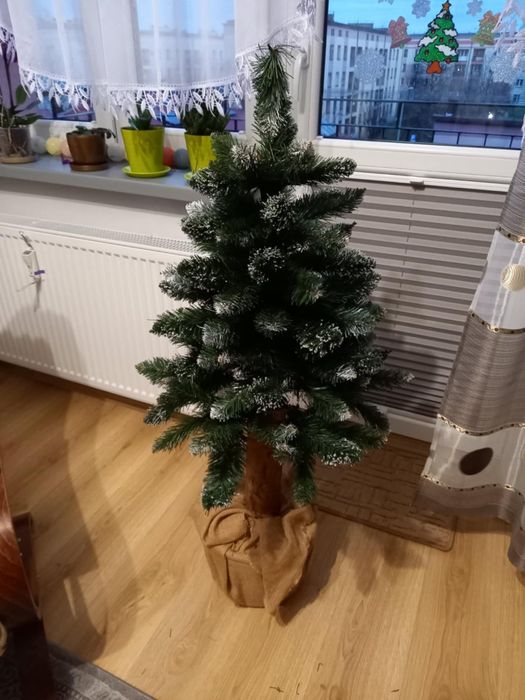 Choinka  na pniu
