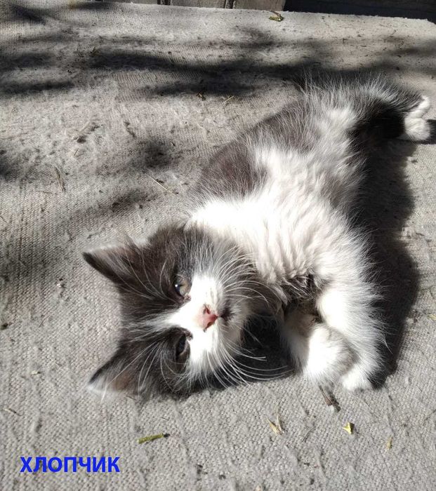 Котята Кошенята в добрі руки